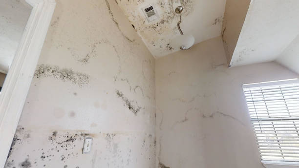 Reliable Leeds, AL Mold Removal Solutions