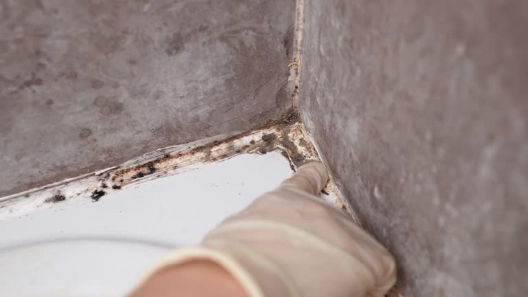 Best Basement Mold Removal  in Leeds, AL